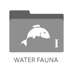 Water Fauna I